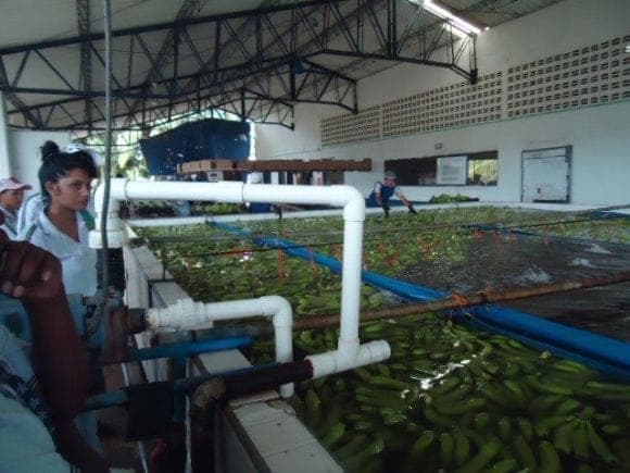 PRACTICAS AGRICOLAS