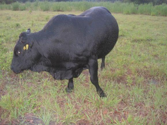 Buen toro mashona