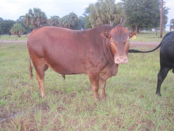 Toro rojo mashona de 4 años de edad