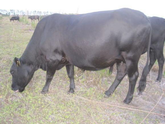 musculatura en vaca