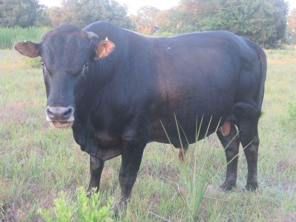 Toro mashona de 3.5 años