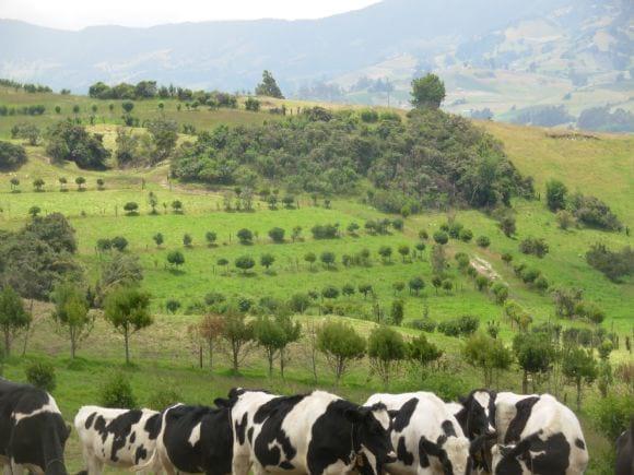 Silvopastoreo Clima Frio