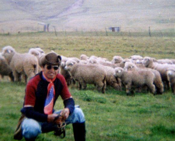 Borreguillas de la raza Corriedale
