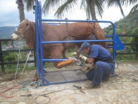 PREPARACION SIMBRA FERIA BUCARAMANGA 2012. COLOMBIA