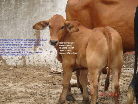 F1 asturiana de los valles por brahman rojo puro de 3 meses