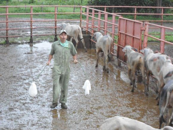 Manejo y  Adiestramiento Etologico en EQuinos y BovinosEtologico