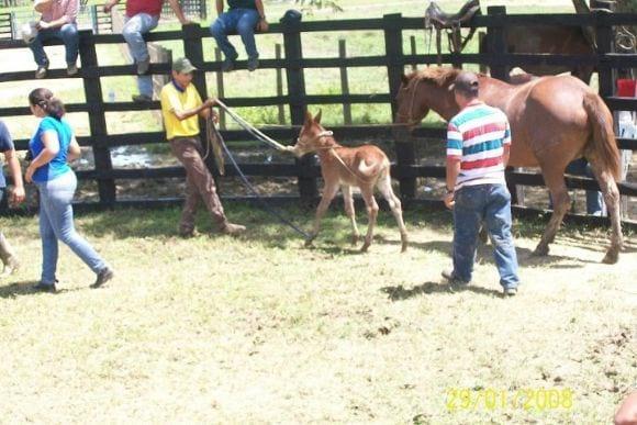 Manejo y  Adiestramiento Etologico en EQuinos y BovinosEtologico