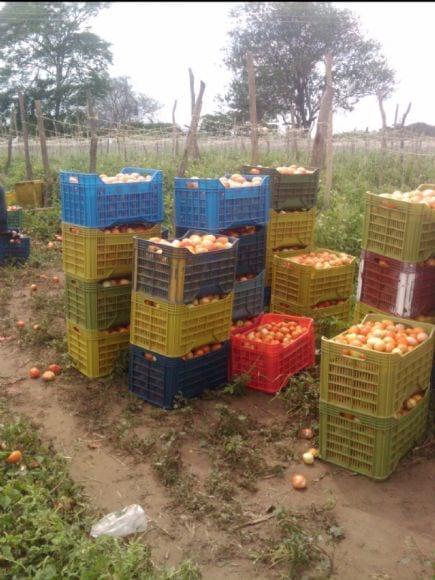 cosecha de tomate fundo el tastu municipo goajira del edo. zulia