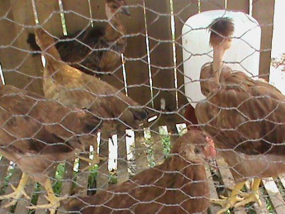 ¿QUÉ INGREDIENTES ME ACONSEJAN UTILIZAR EN LA ELABORACIÓN DE UN ALIMENTO CASERO PARA POLLOS DE ENGORDE?