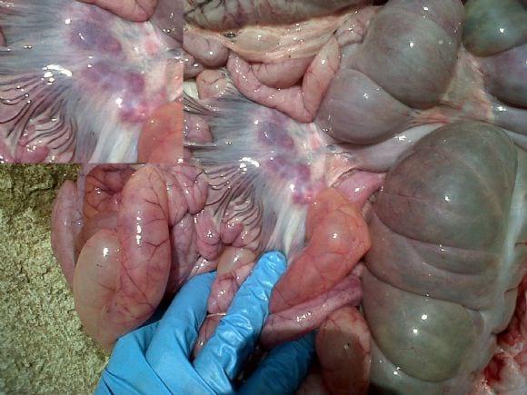 Infartación de ganglios mesentéricos