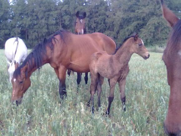 haras camino de sorcier