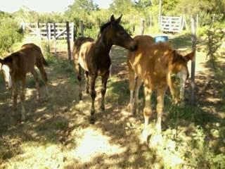 haras camino de sorcier