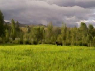 haras camino de sorcier