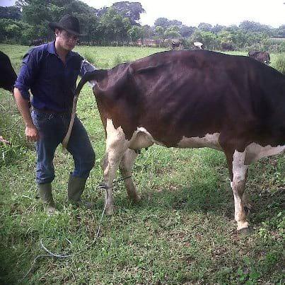 TRANSFERENCIA DE INSEMINACION EN BOVINOS