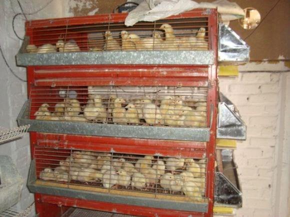 Cob 500 en criadora