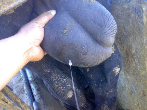 Hidrocele en toro Brangus