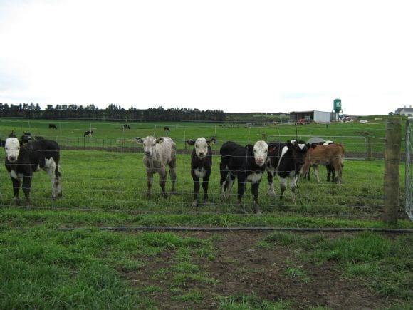 Dairy