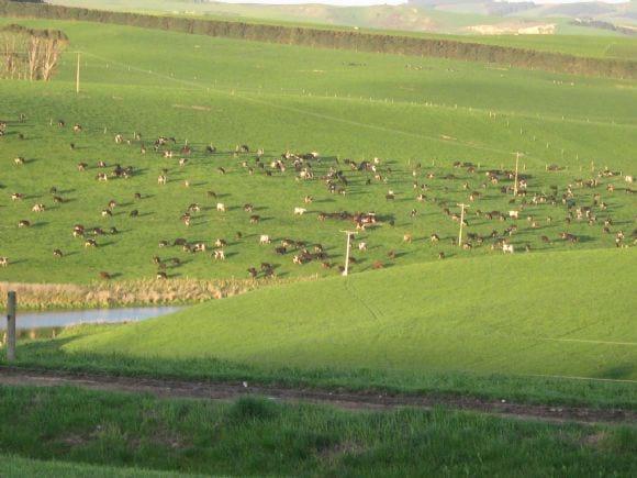 Dairy
