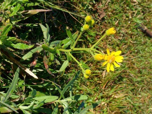 SENECIO