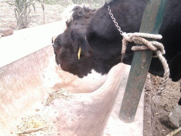 Caso de Actinomyces bovis
