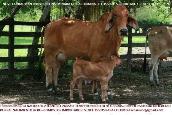 Recién nacido Brahman rojo puro por asturiana de los valles