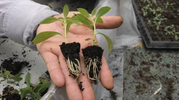 Plantines enraizados en turba