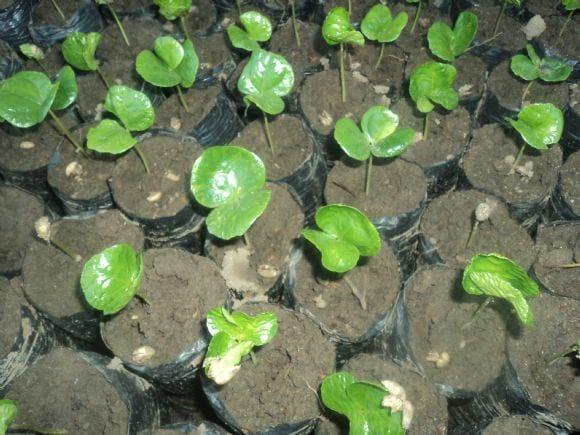Produccion de plantones de cafe ( vivero)