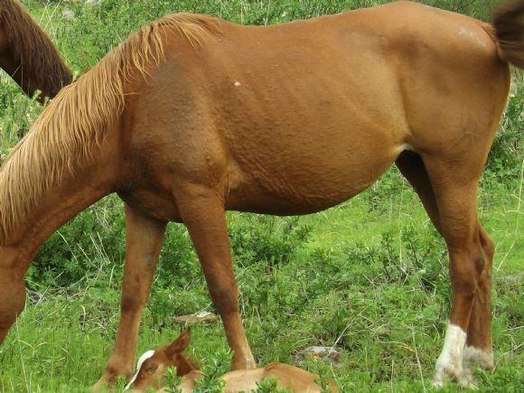 Enfermedades en la piel de los Caballos (Ronchas en la piel)