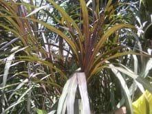 king grass