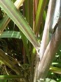 Tallo Pasto King Grass