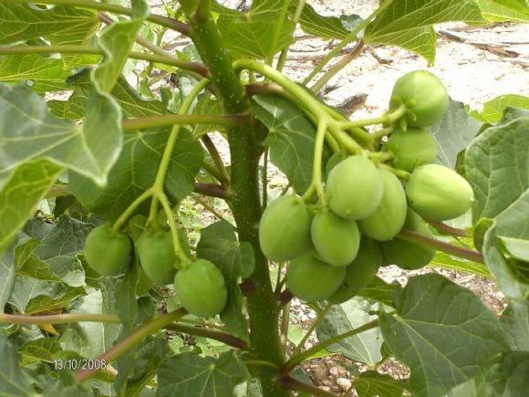 PLANTACIONES DE Jatropha curcas L.