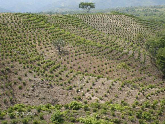 PLANTACIONES DE Jatropha curcas L.