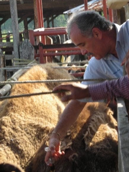 INYECCION A BISONTE