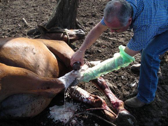 Proceso de extracción de abronema