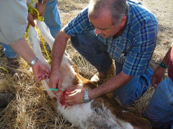 Operación de hernia en becerro