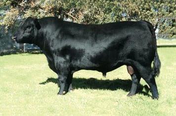 Angus negro