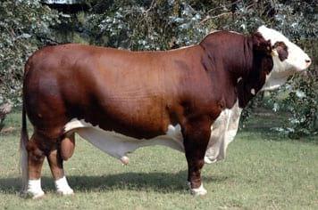 Braford Argentino Australiano