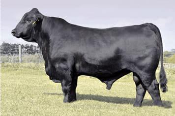 Brangus Argentino