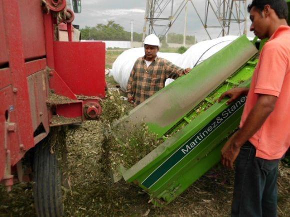 COLOCACION DEL LACTO SILO  Y EMBOLSADO DEL CULTIVO