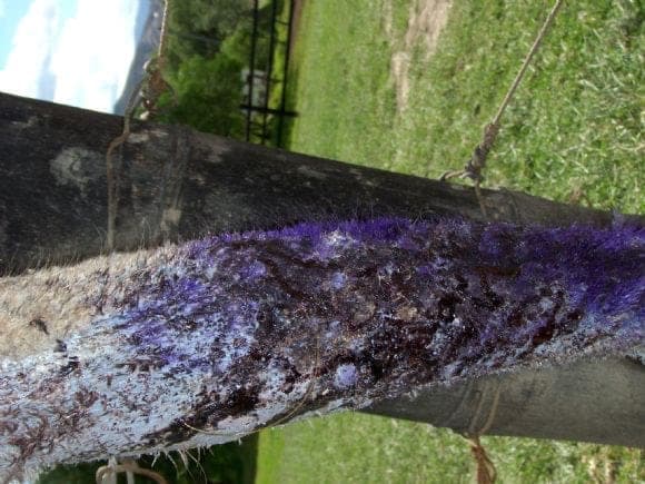 laceraciones en cuello por cuerdas de corrales
