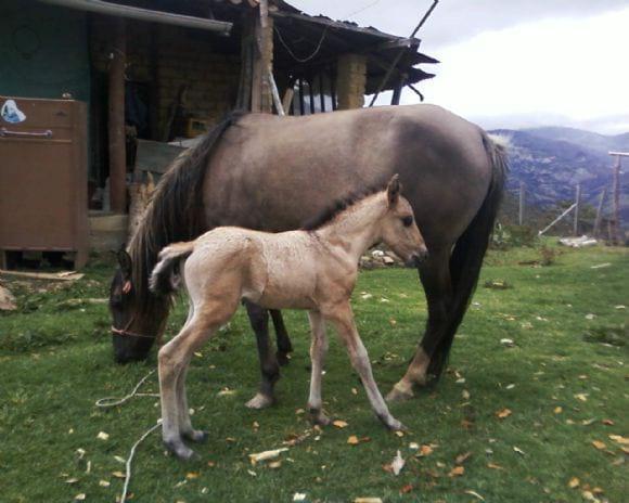GABINO II.