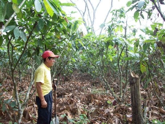 Cacao
