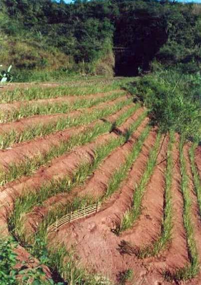 TALUD ESTABILIZADO CON VETIVER