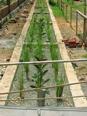 SIST TRATAMIENTO AGUAS SANITARIAS CON VETIVER
