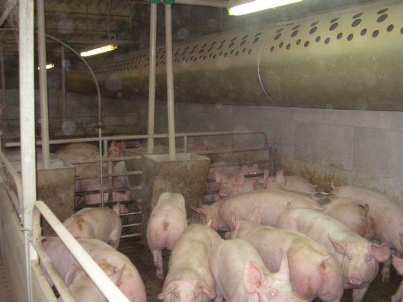 Sistema de bioclimatización eficiente en gestaciones, parideras y engordes