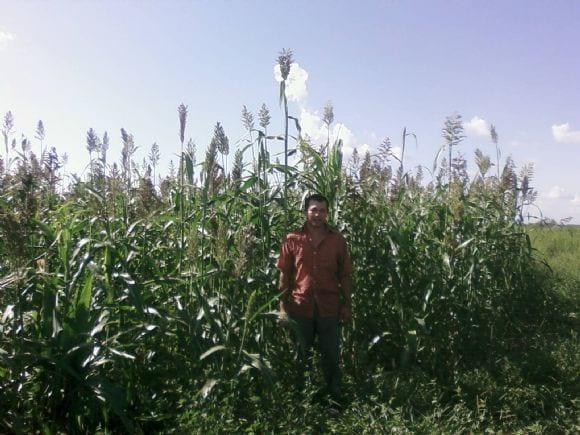Fin de sorgo forrajero