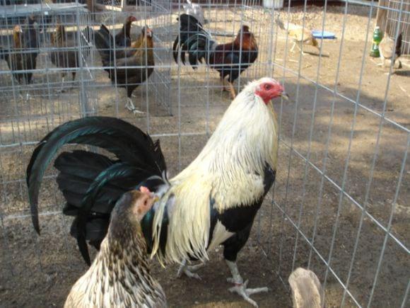 Gallo semental