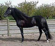 Caballo Andaluz