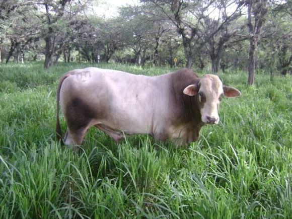 Toro Simbrah
