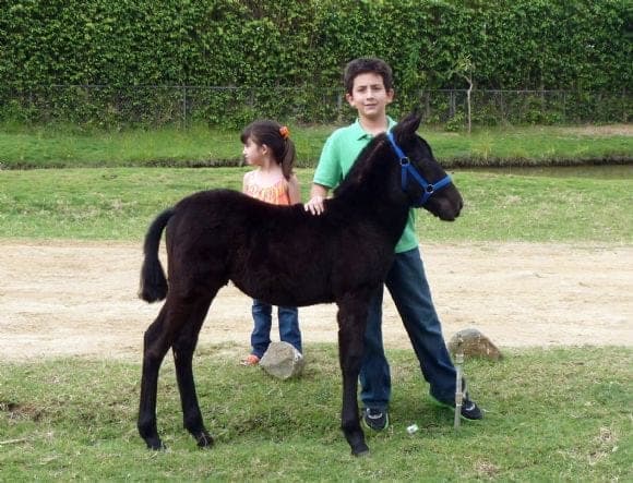 que opinan de este potro español, tiene 3 meses recien cumplidos y es huerfano